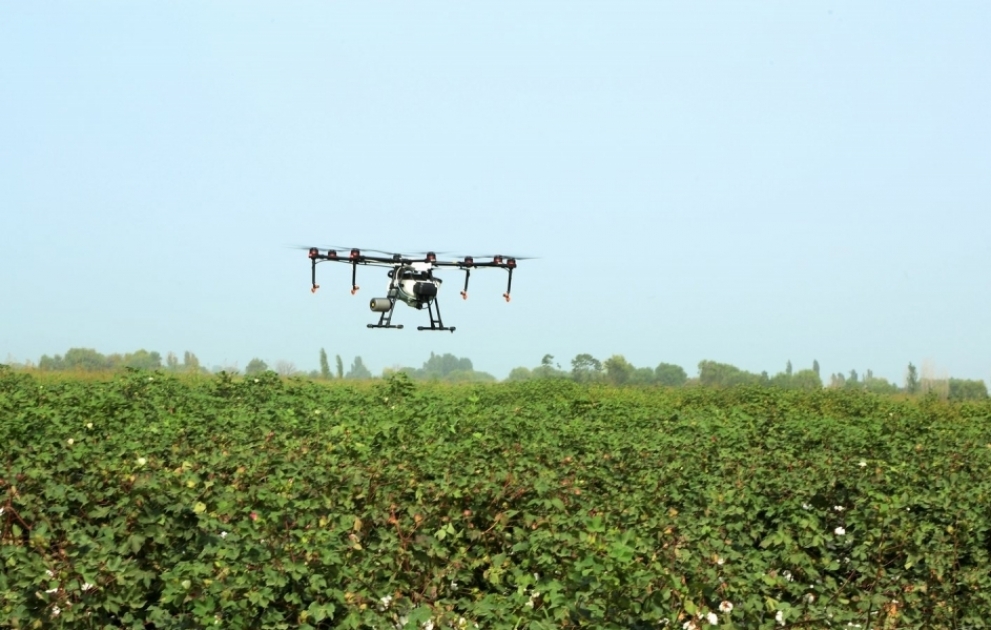 Ağcabədinin pambıq tarlalarında defolyasiya işləri dronlar vasitəsilə həyata keçirilib FOTO VİDEO
