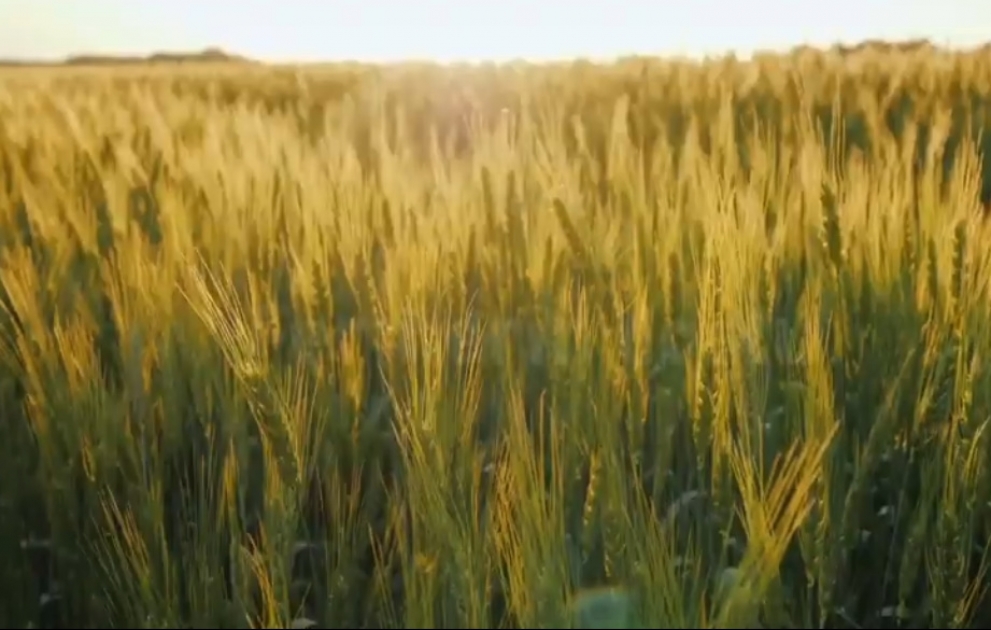 Fermerlərə şad xəbər VİDEO
