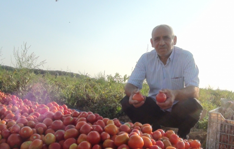 Biləsuvarın pomidor sahələrində məhsul boldur -  REPORTAJ VİDEO