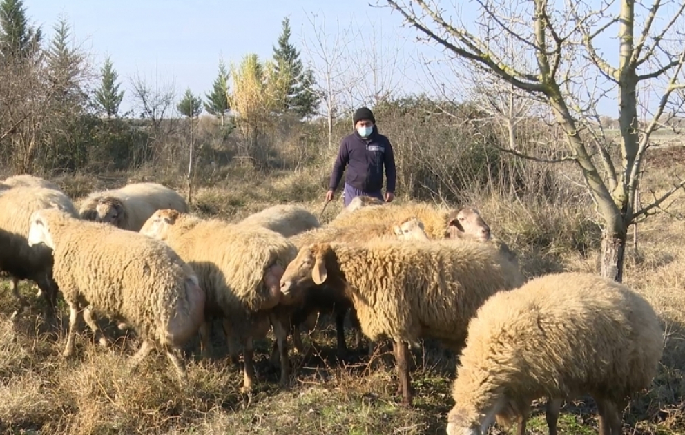 Beyləqanlı fermer 100 baş qoyun kəsərək müharibə əlilləri və şəhid ailələrinə paylayıb VİDEO