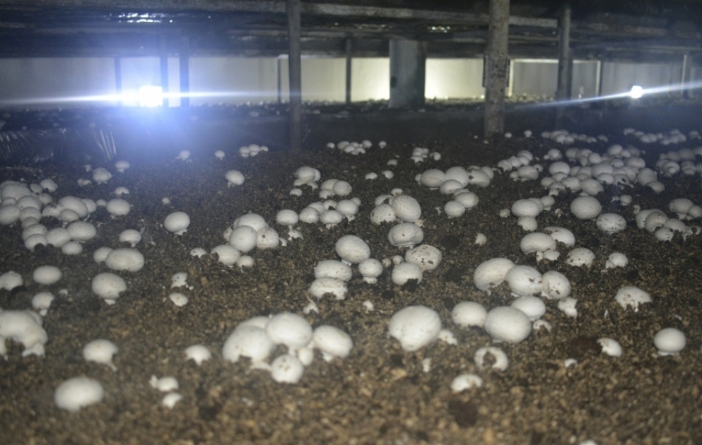 Xaçmazda fəaliyyət göstərən müəssisədə il ərzində 20-25 ton şampinyon yetişdirilir  FOTO VİDEO