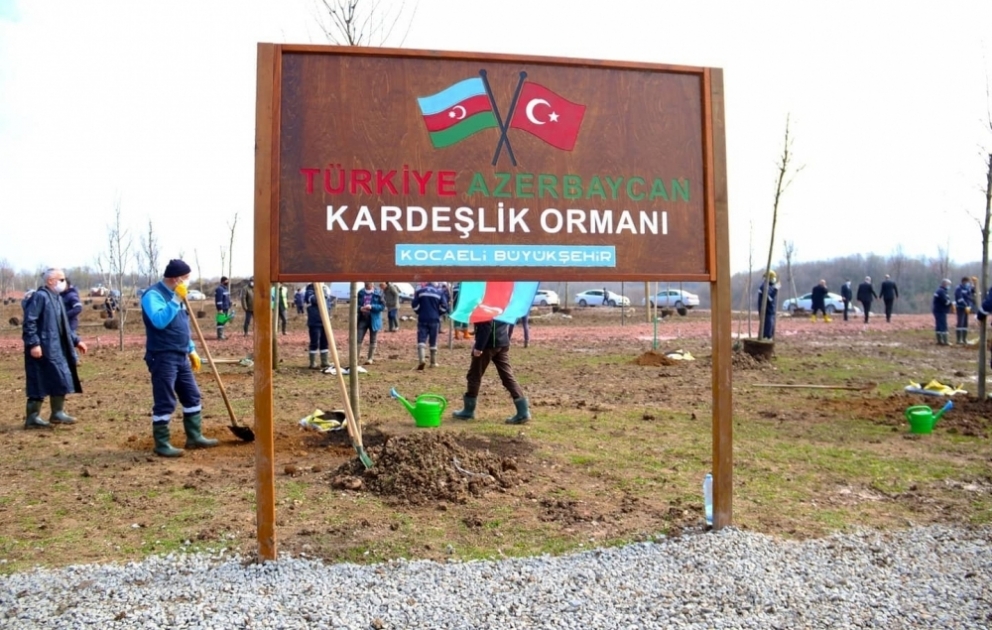 Kocaelidə Azərbaycan-Türkiyə qardaşlıq meşəsi salınıb VİDEO