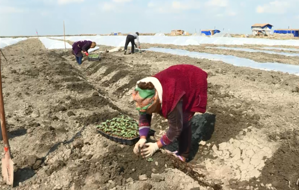 Sabirabadda örtük altında qarpız əkini yekunlaşmaq üzrədir VİDEO