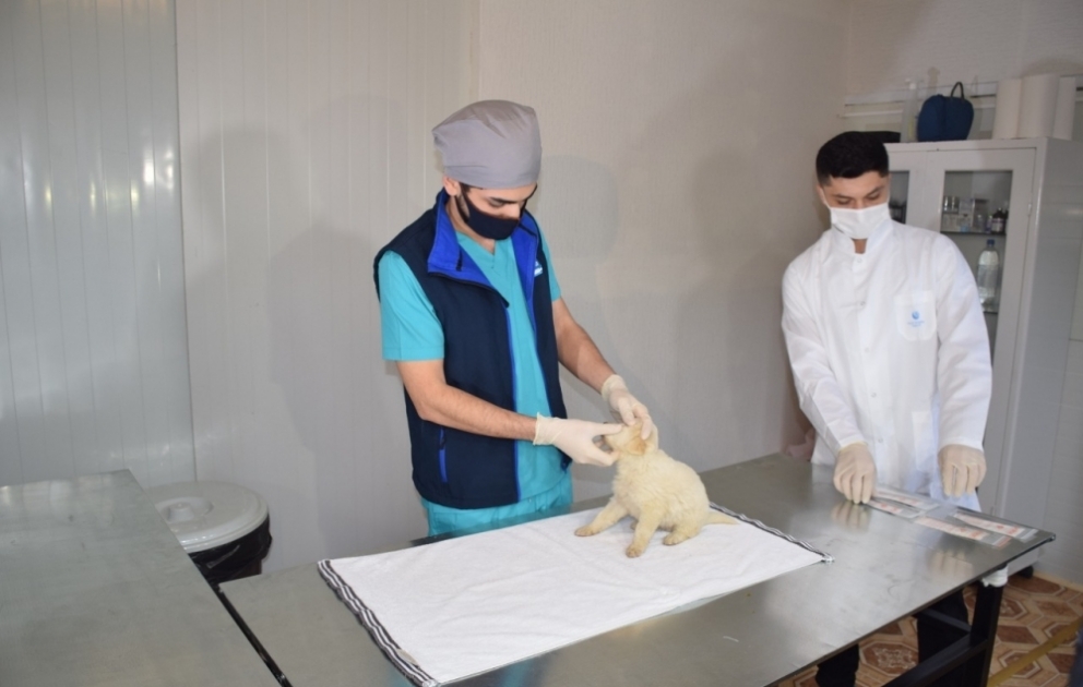 Qubada sahibsiz itlər üçün sığınacaq istifadəyə verilib VİDEO