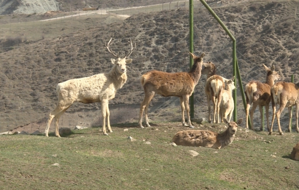 Ərazisinə və heyvan növlərinin çoxluğuna görə Qafqazda yeganə olan  Şamaxı Safari Parkından reportaj VİDEO