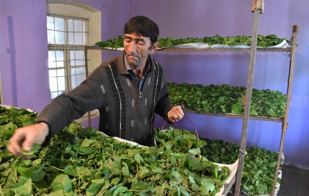 Zaqatalalı kümçü: Baramaçılıq çox sərfəli və gəlirli sahədir VİDEO