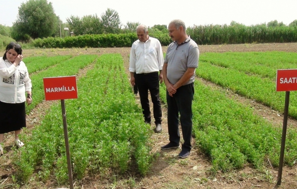 Xaşa bitkisi və yonca toxumlarının sınaq əkini sahələrində yüksək çıxış əldə olunub VİDEO