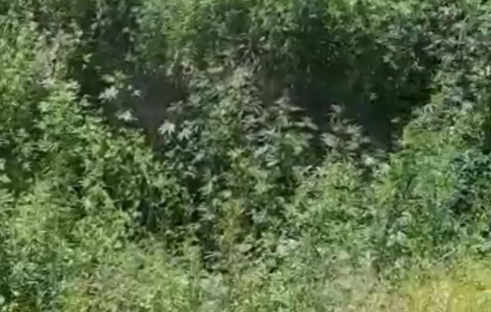 Qubadlıda iki tondan çox narkotik tərkibli bitkilər aşkarlanıb VİDEO