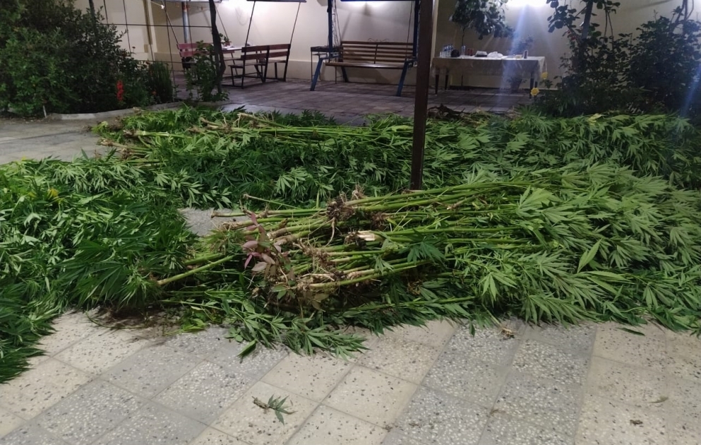 DİN: Xaçmaz rayonunda 7 ton çətənə kolu və 48 kiloqram marixuana qanunsuz dövriyyədən çıxarılıb VİDEO