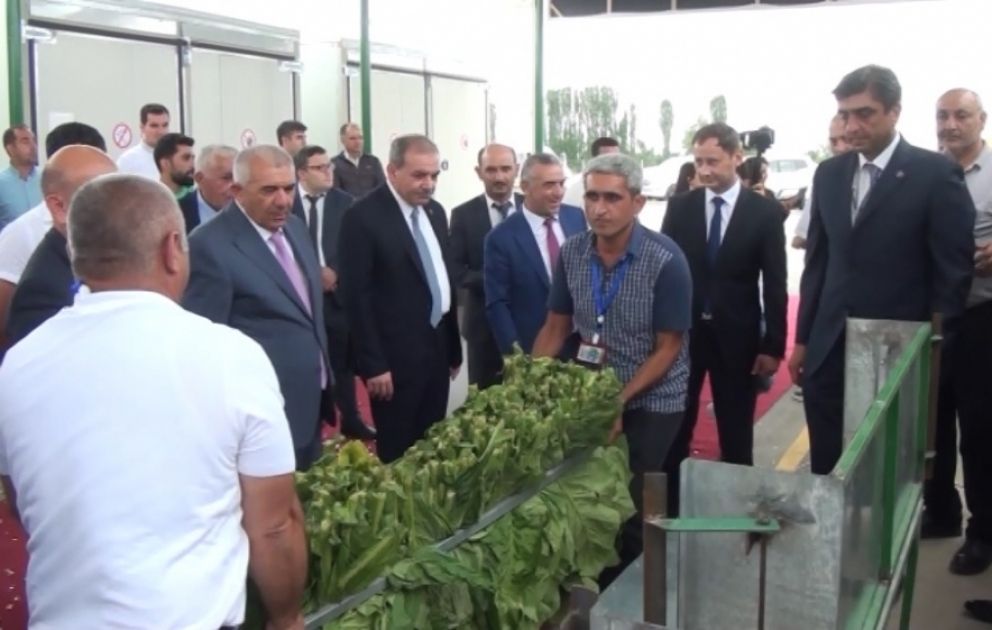 Tovuzda tütünqurutma məntəqəsi açılıb VİDEO