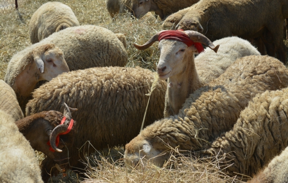 Qubada bayramın ilk günü satışa 500 baş qurbanlıq qoyun çıxarılıb -  REPORTAJ VİDEO
