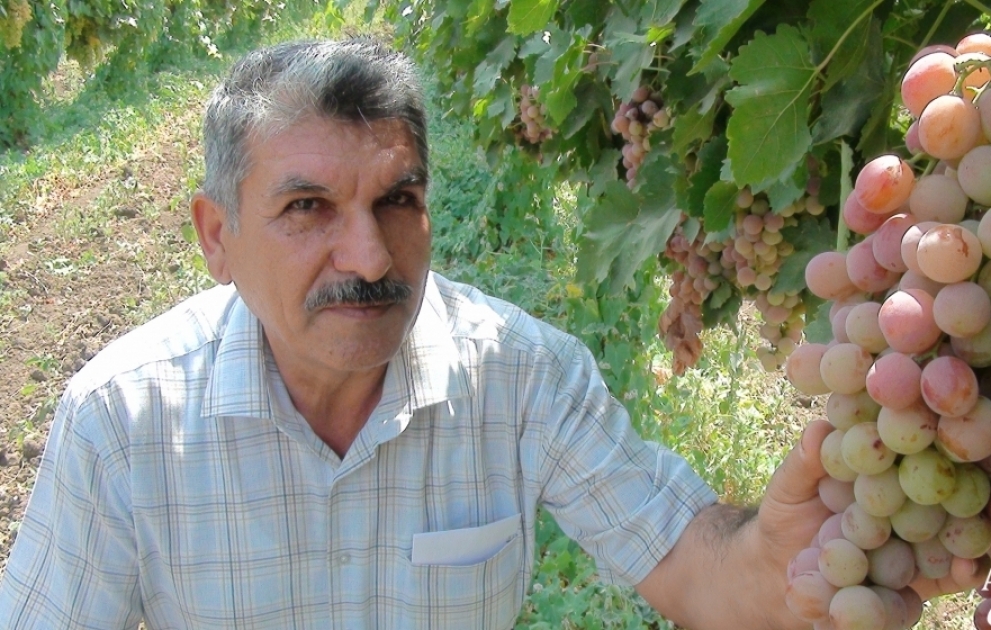 Cəlilabadın üzüm bağlarında məhsul boldur, qiyməti 50 qəpik - 1 manat arasında dəyişir FOTO VİDEO