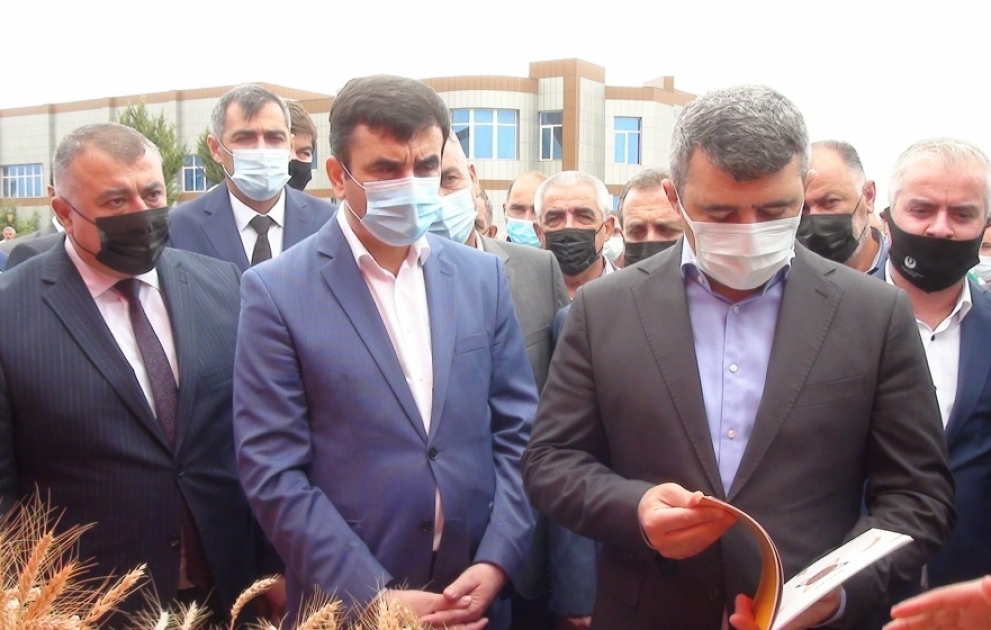 Saatlıda keçirilən toxum sərgi-satış yarmarkasında 20-dən çox yerli sort taxıl nümayiş etdirilib VİDEO