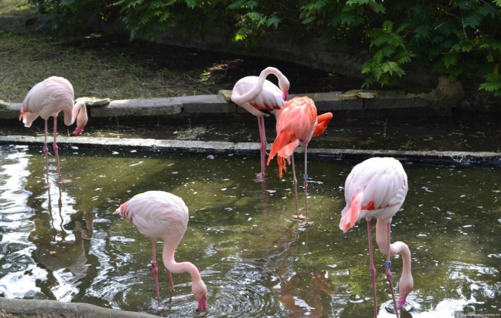 Baltikyanı ölkələr içərisində ən böyük zoopark Latviyada yerləşir VİDEO