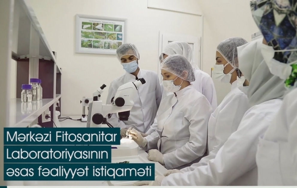 AQTİ-nin Mərkəzi Fitosanitar Laboratoriyası bitki və bitkiçilik məhsullarında geni dəyişdirilmiş orqanizmləri aşkarlayır VİDEO