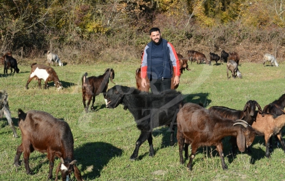 Təsərrüfat qurmağa iki Hələb keçisi ilə başladı, indi Dağıstanda da ət satışı aparır  FOTO VİDEO