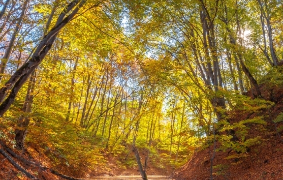 Märchenhafte Herbstlandschaft der Nordregion von Aserbaidschan in Fotos VIDEO