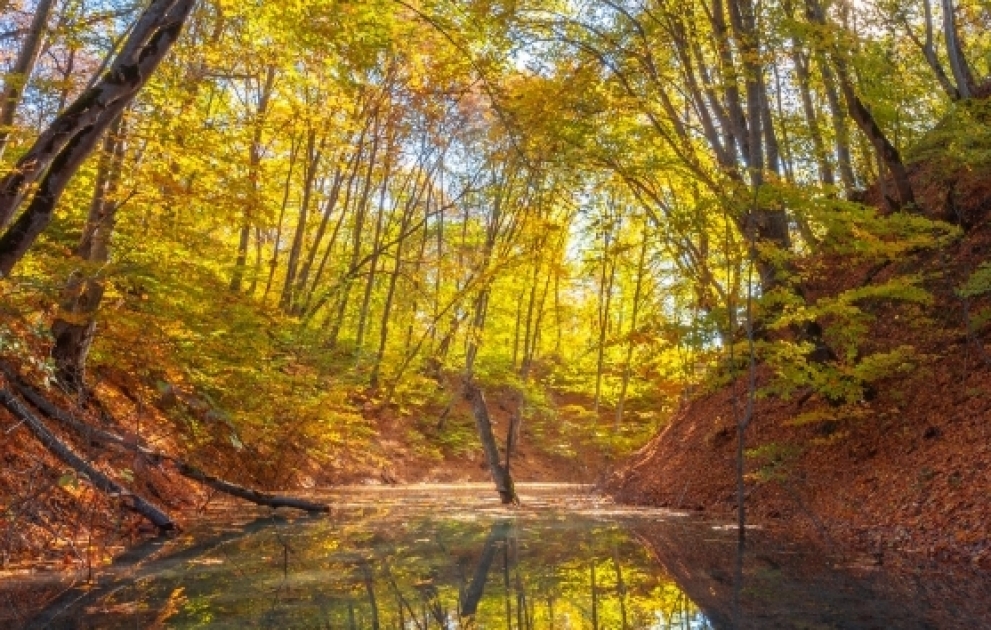 Осенние этюды Гусара  ФОТОЛЕНТА ВИДЕО