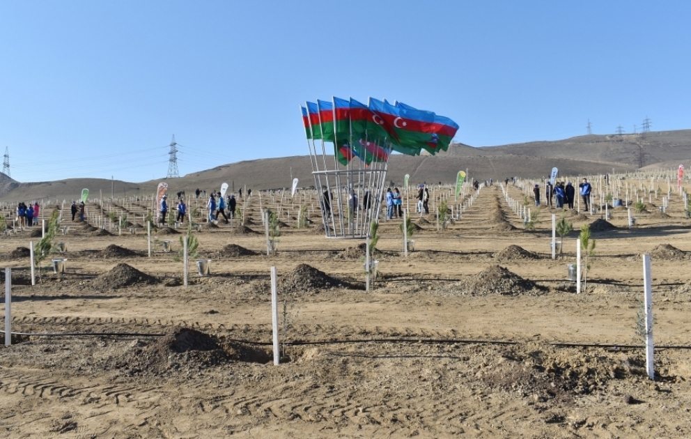 Campagne de plantation d'arbres : 2 500 arbres de diverses espèces ont été plantés à Bakou VIDEO