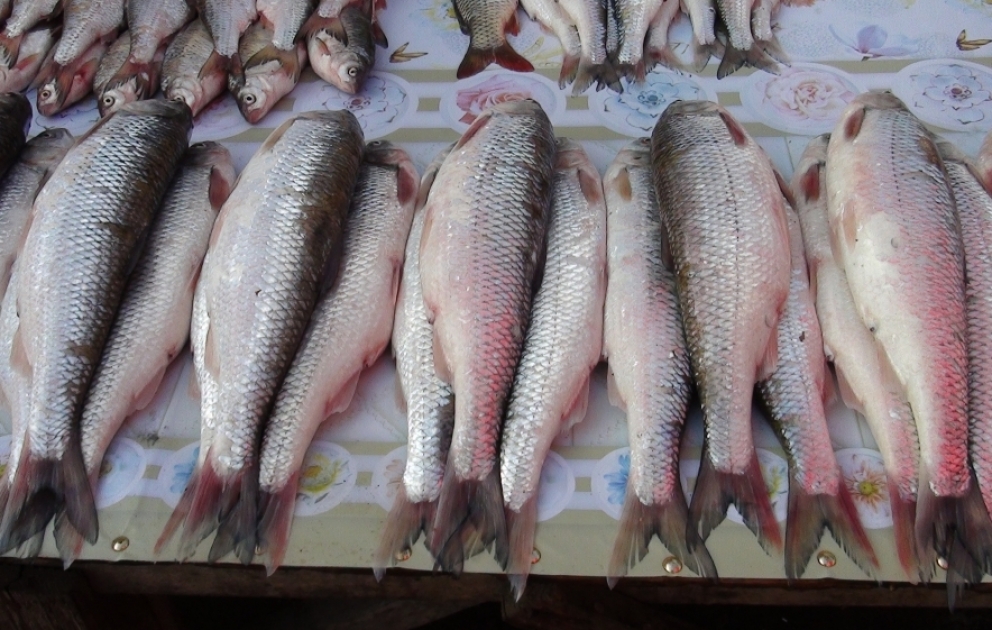 Bayramqabağı bazarlarda balığın qiymətləri ucuzdur VİDEO