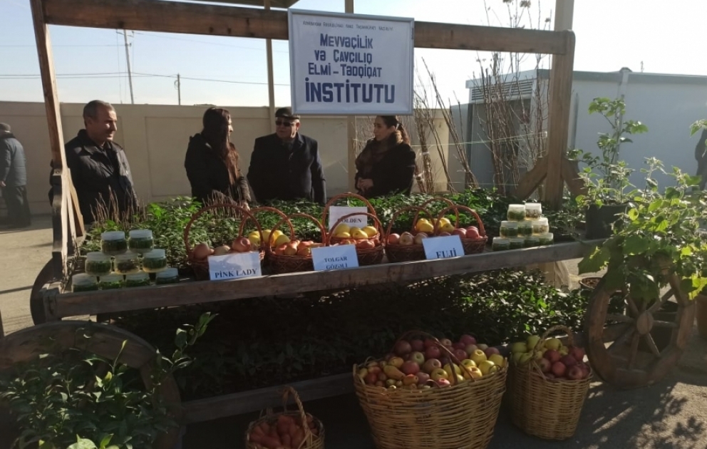 Qubada festivalda innovativ məhsul və texnologiyalar nümayiş etdirilib VİDEO
