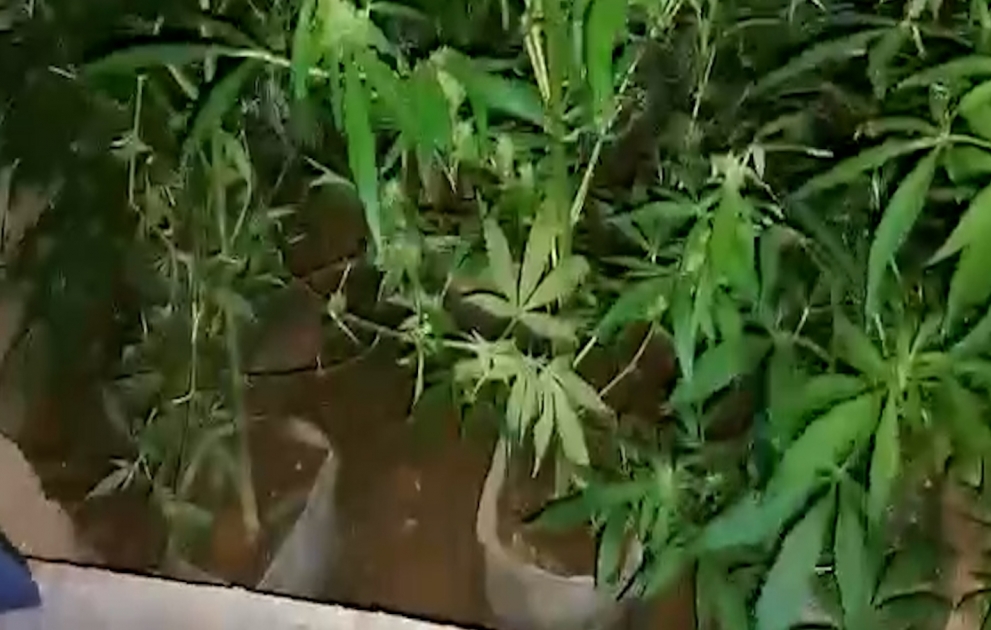 Xəzər rayonunun Zirə qəsəbəsində narkotacirdən 26 kiloqram çətənə kolu və marixuana aşkarlanıb VİDEO
