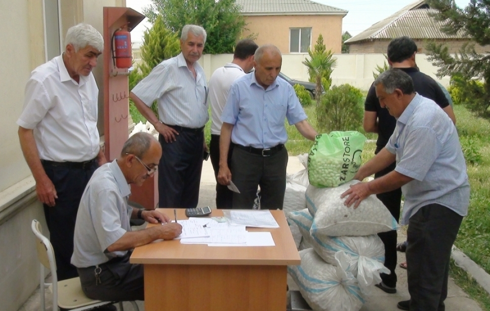 İmişli kümçüləri 6 tondan çox yaş barama təhvil veriblər VİDEO