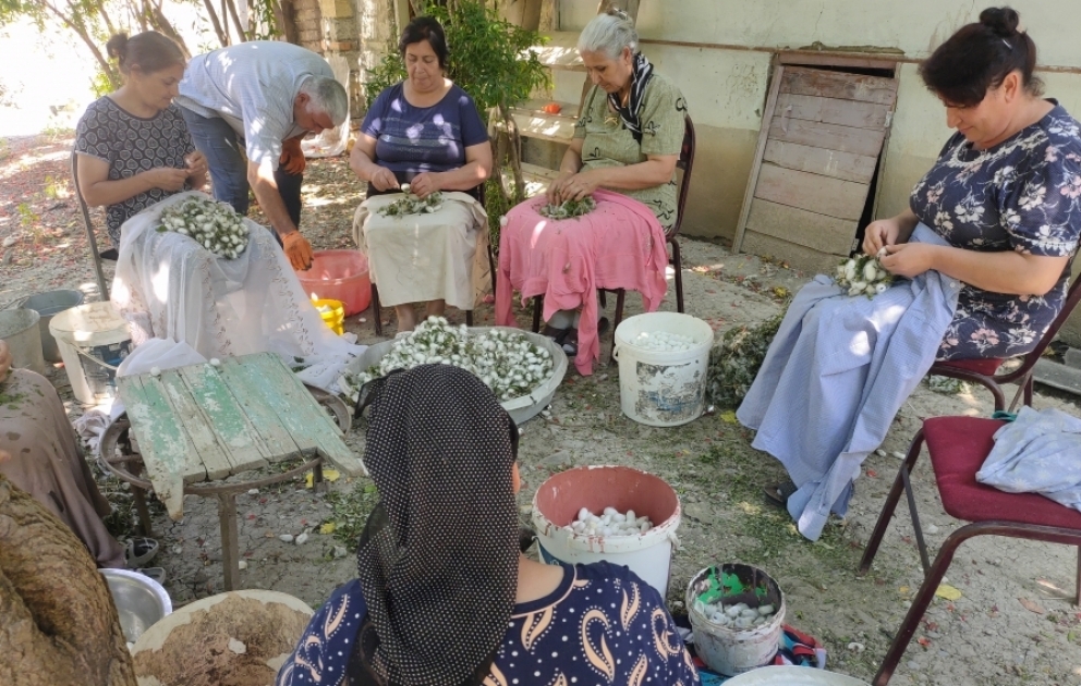 Göyçaylı kümçü: Kənd yerində 40 gündə çəkdiyin əziyyətin bəhrəsini görmək, gəlir götürmək çox sərfəlidir VİDEO