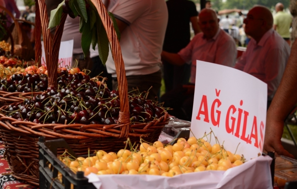 Xaçmazda Azərbaycanda ilk dəfə “Albalı və gilas” festivalı təşkil olunub VİDEO