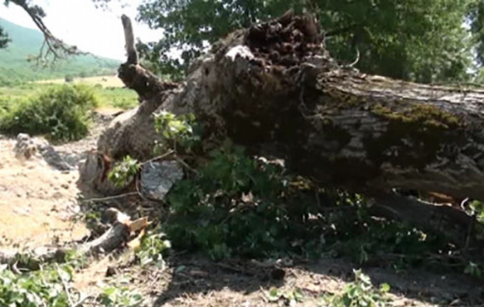 İsmayıllıda irigövdəli ağac aşıb, yol bağlanıb VİDEO