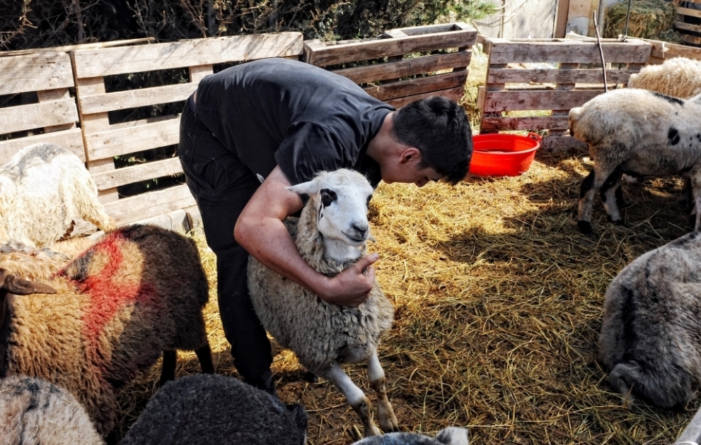 Qurban bayramı ilə bağlı heyvan satışı, kəsimi həyata keçirilir və satış şəbəkələri fəaliyyət göstərir VİDEO