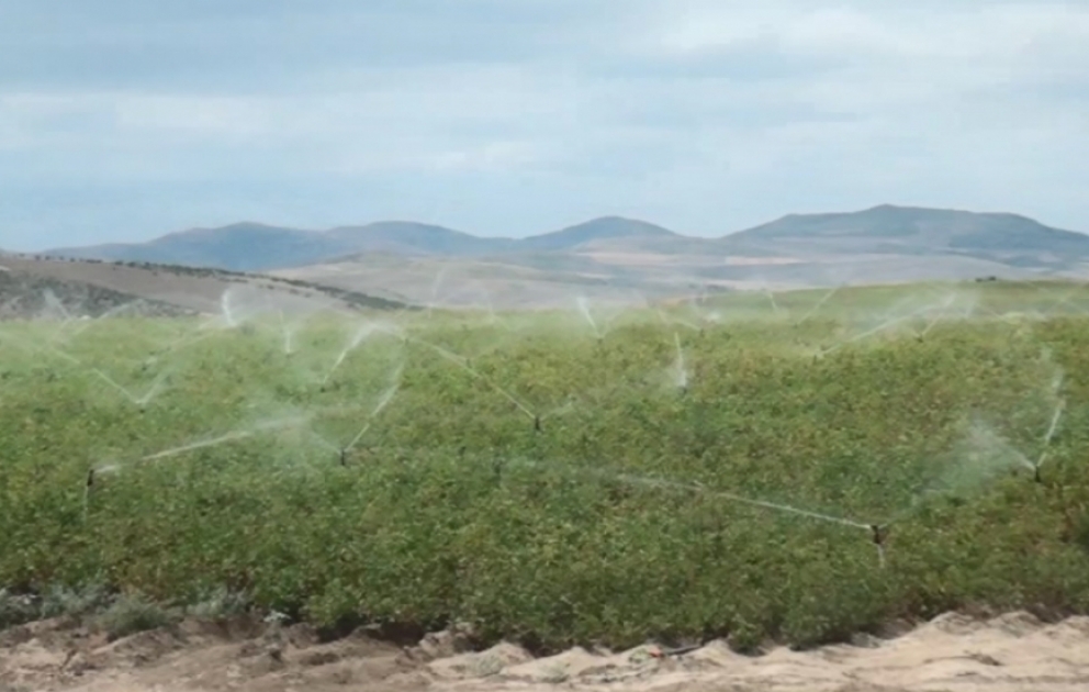 Qazaxda əkin sahələrinin suvarılması davam edir VİDEO