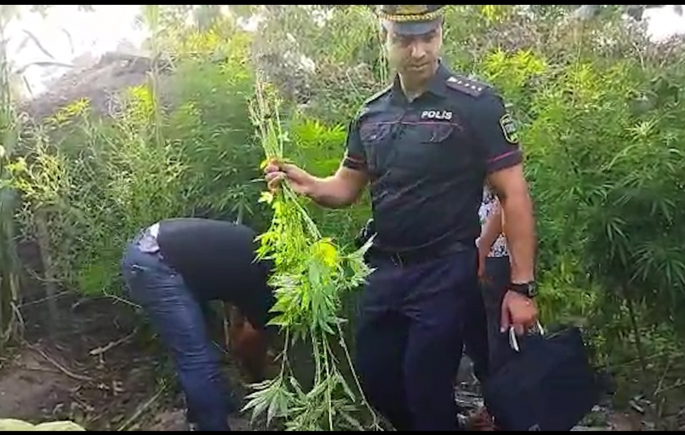 Çətənə bitkisi becərən Xaçmaz sakinindən 5 kiloqramdan çox marixuana götürülüb VİDEO