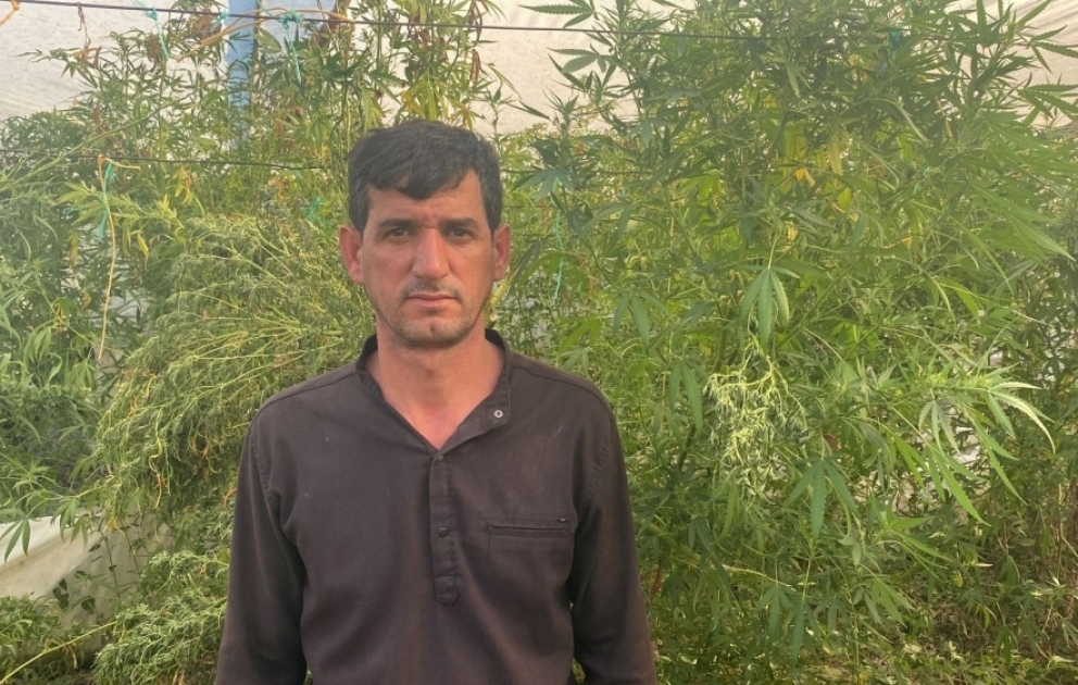 İstixanada narkotik tərkibli bitkilər becərən Salyan rayon sakini saxlanılıb VİDEO