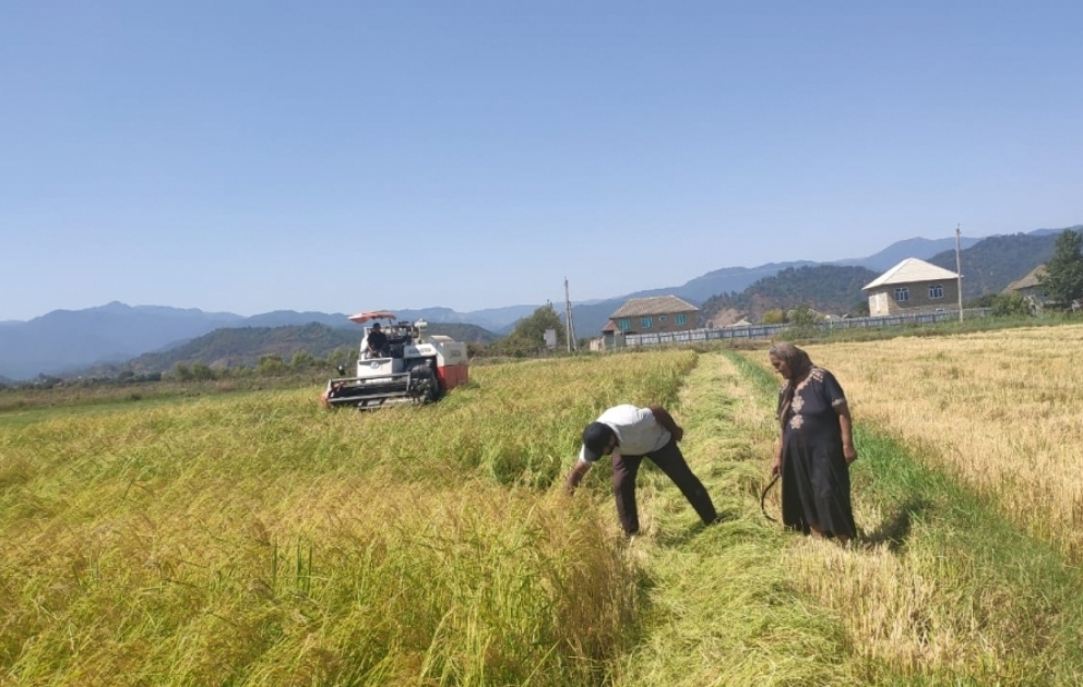 Sertifikatlı toxum olarsa, məhsuldarlığı iki dəfə artırmaq olar - Astarada çəltik yığımı davam edir FOTO VİDEO