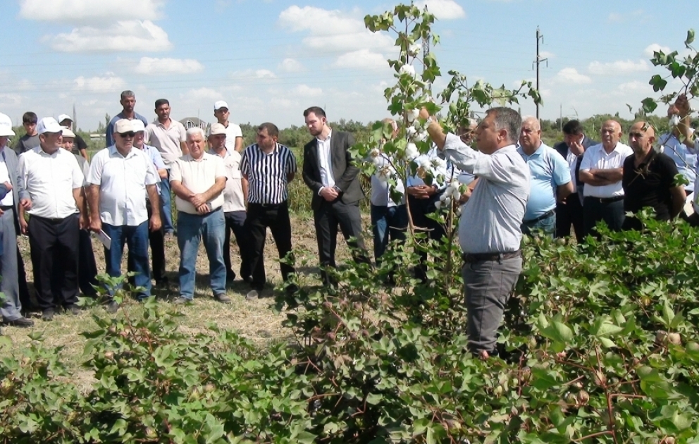 Sabirabadda pambıq tarlalarının defolyasiyasına başlanılıb VİDEO