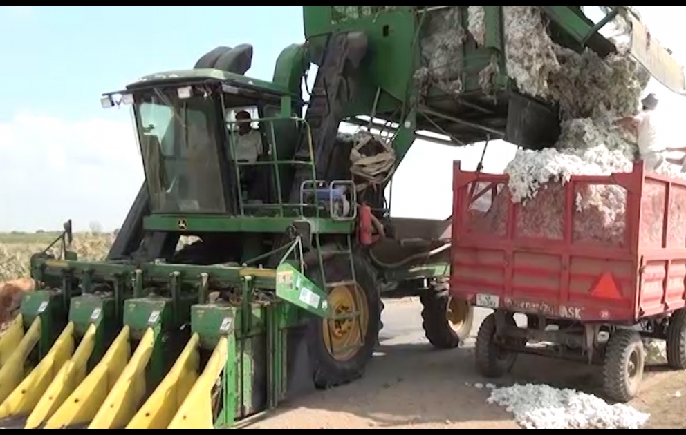 Saatlıda pambıq tarlalarından 14820 ton məhsul yığılıb VİDEO