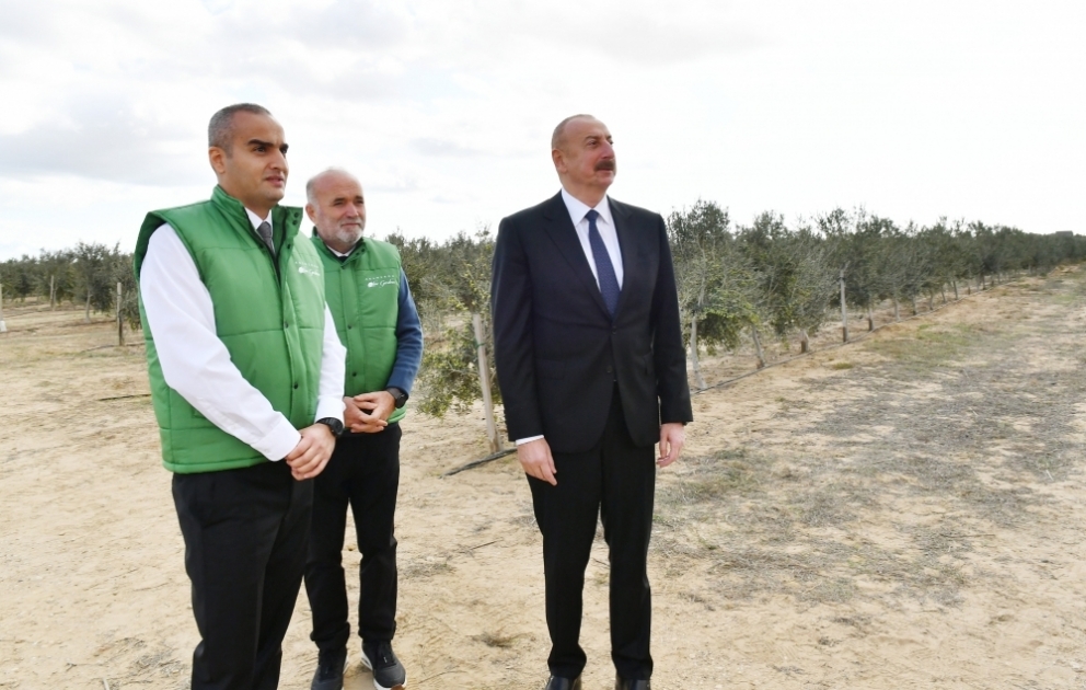 Prezident İlham Əliyev Zirə qəsəbəsində zeytun yağı və süfrəlik zeytun məhsullarının emalı zavodunun açılışında iştirak edib YENİLƏNİB VİDEO
