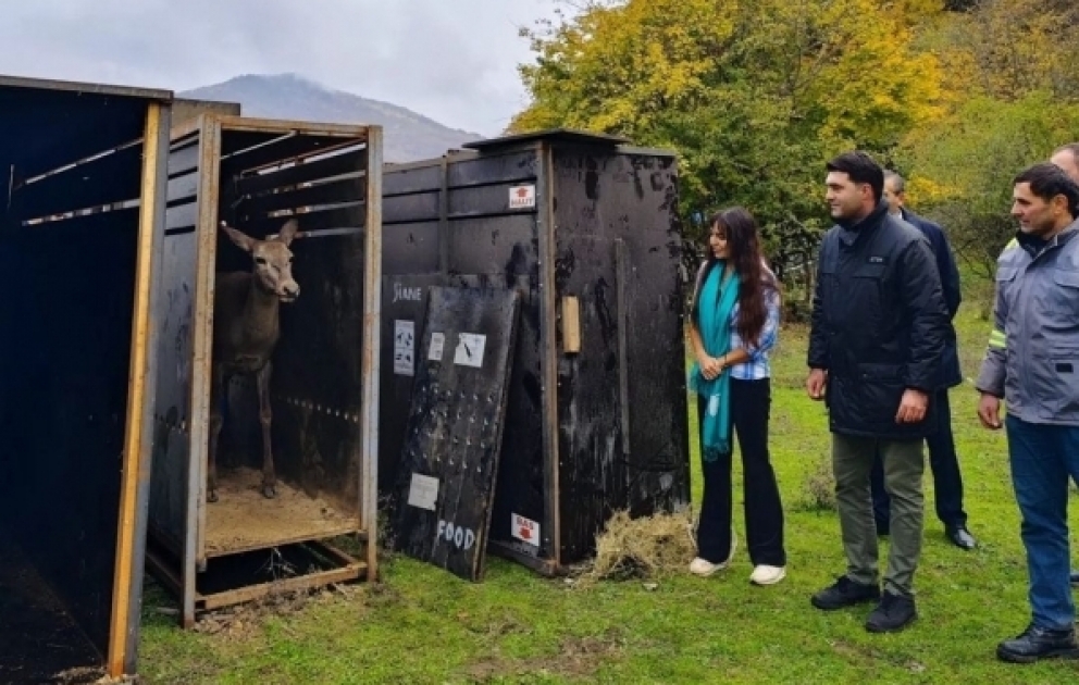 Erste Rothirsche im Schahdagh-Nationalpark in freie Wildbahn entlassen VIDEO