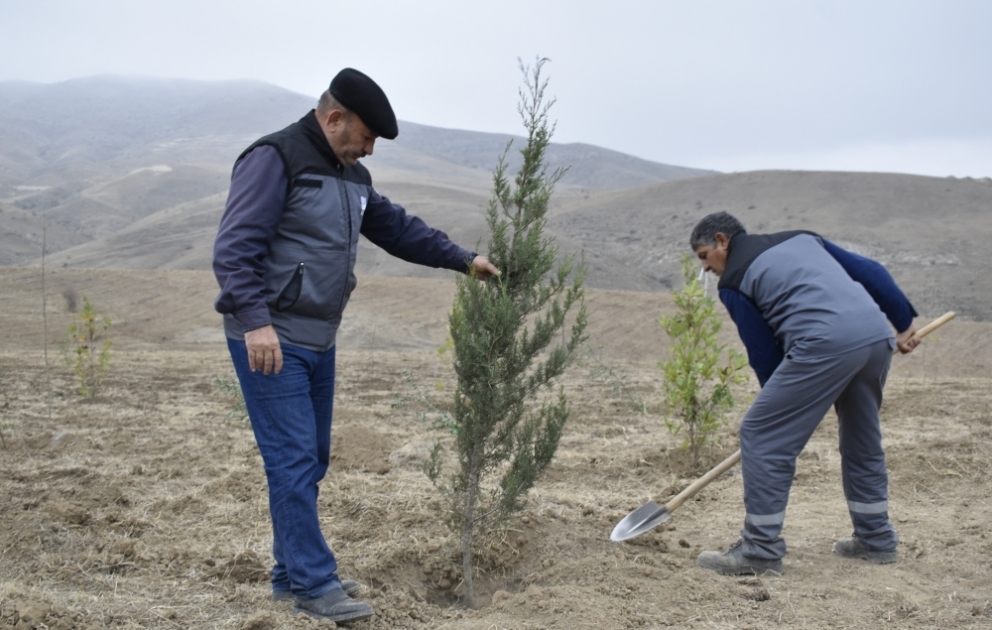 “Gələcəyə nəfəs!” ağacəkmə aksiyası çərçivəsində Cəbrayıl və Zəngilan rayonlarında ağacəkmə aksiyaları keçirilib VİDEO