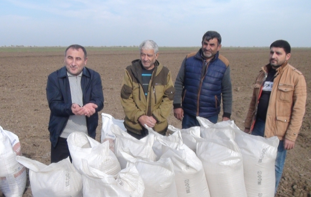 Bu il Biləsuvarda 34 min hektardan çox sahədə taxıl əkiləcək FOTO VİDEO