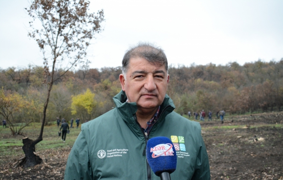 Nazir müavini: “Payız əkini dövründə 800 hektar ərazidə 600 min ağac əkilib” VİDEO
