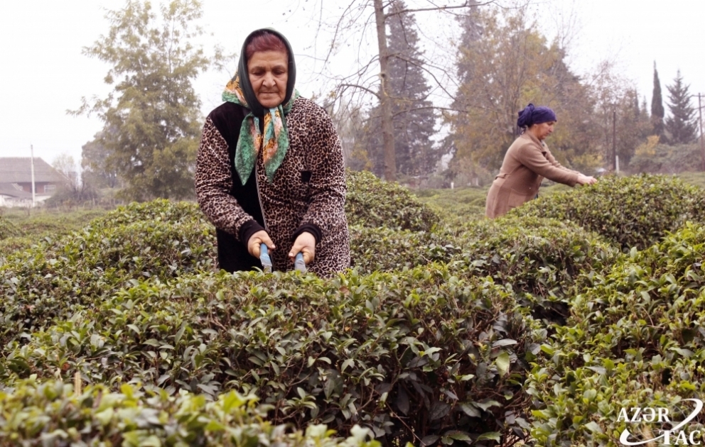 Atasından miras qalan çayçılığı bu gün də davam etdirir - FOTO VİDEO