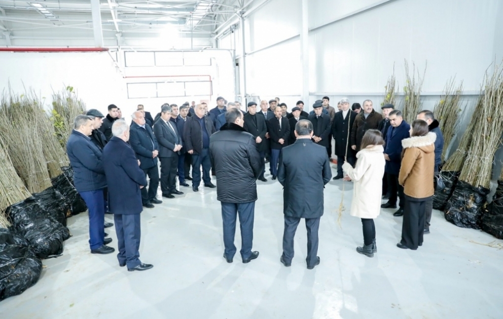 Azərbaycanda yetişdirilmiş 1 milyona yaxın yerli tut tingi fermerlərə paylanıb VİDEO