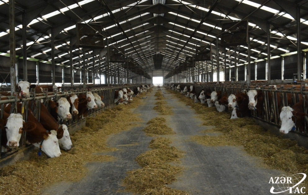 “Yalama Aqropark”da bu il 473 ton ət istehsal olunub VİDEO