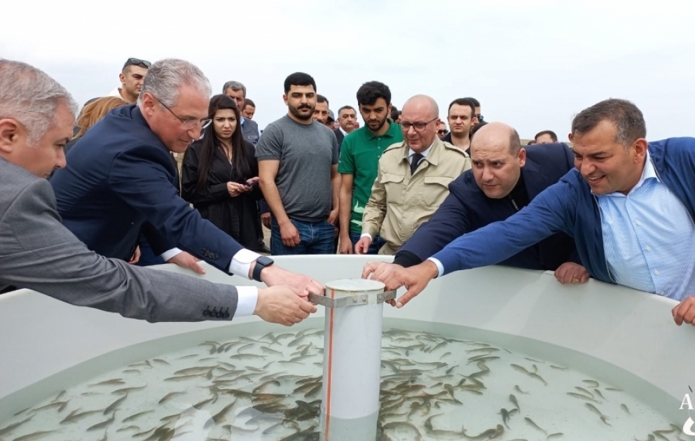Xaçınçay su anbarına balıq körpələri buraxılıb VİDEO
