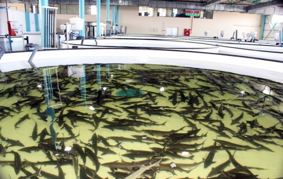 “Azerbaijan Fish Farm”də istehsal olunan məhsullar xarici ölkələrə də ixrac edilir  FOTO VİDEO