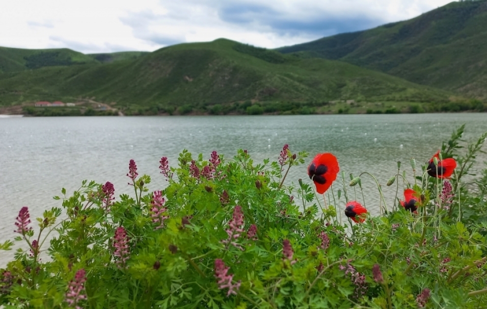 Su anbarı və al-əlvan çiçəklərin yaratdığı tablolar - Suqovuşanın təbiət mənzərələri  FOTO VİDEO