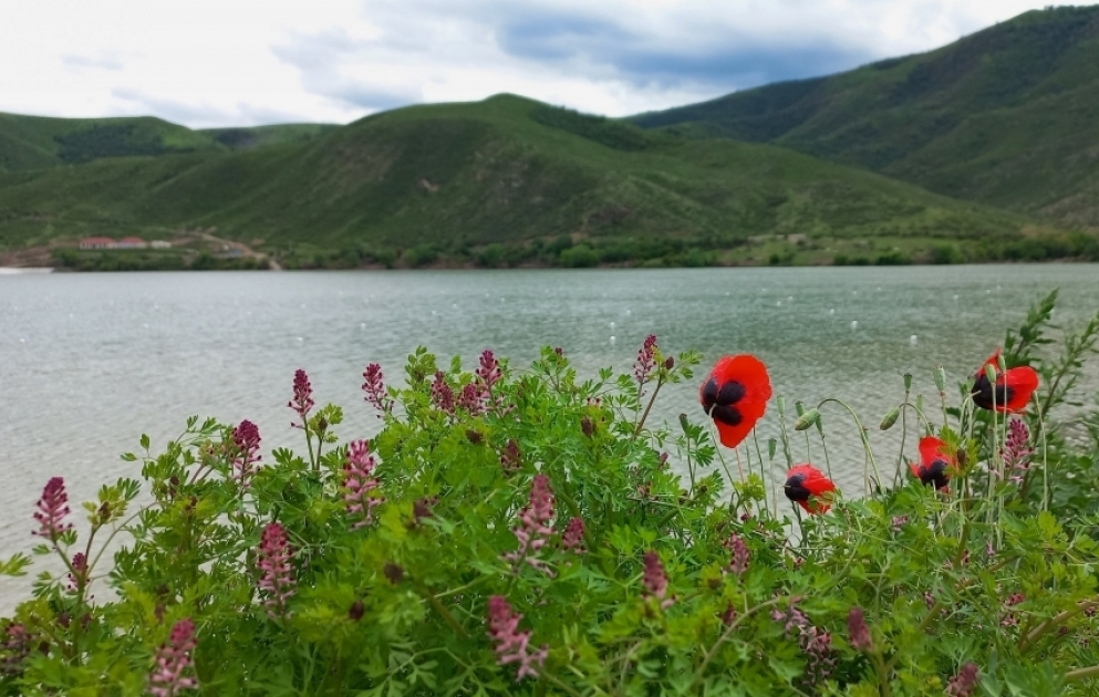Водохранилище и разноцветные цветы… – живописные пейзажи Суговушана  ФОТО ВИДЕО