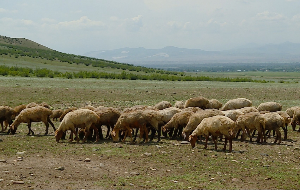 Qeyri-sabit hava şəraiti Ceyrançöldəki qoyunçuluq təsərrüfatlarına mənfi təsir edib  FOTO - VİDEO